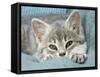 Domestic Cat, Blue Tabby Kitten-Jane Burton-Framed Stretched Canvas