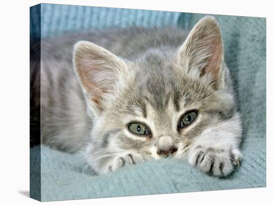 Domestic Cat, Blue Tabby Kitten-Jane Burton-Stretched Canvas