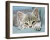 Domestic Cat, Blue Tabby Kitten-Jane Burton-Framed Photographic Print