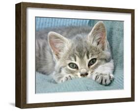 Domestic Cat, Blue Tabby Kitten-Jane Burton-Framed Photographic Print