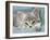 Domestic Cat, Blue Tabby Kitten-Jane Burton-Framed Photographic Print