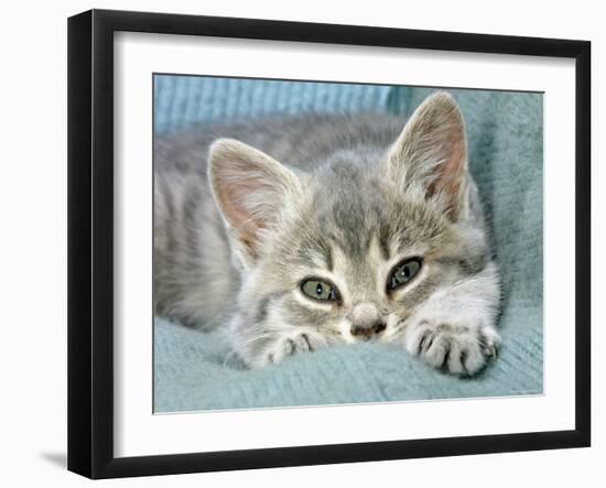 Domestic Cat, Blue Tabby Kitten-Jane Burton-Framed Photographic Print