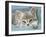 Domestic Cat, Blue Tabby Kitten-Jane Burton-Framed Photographic Print