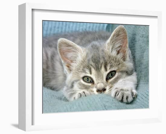 Domestic Cat, Blue Tabby Kitten-Jane Burton-Framed Photographic Print