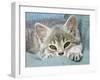 Domestic Cat, Blue Tabby Kitten-Jane Burton-Framed Photographic Print