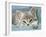 Domestic Cat, Blue Tabby Kitten-Jane Burton-Framed Photographic Print