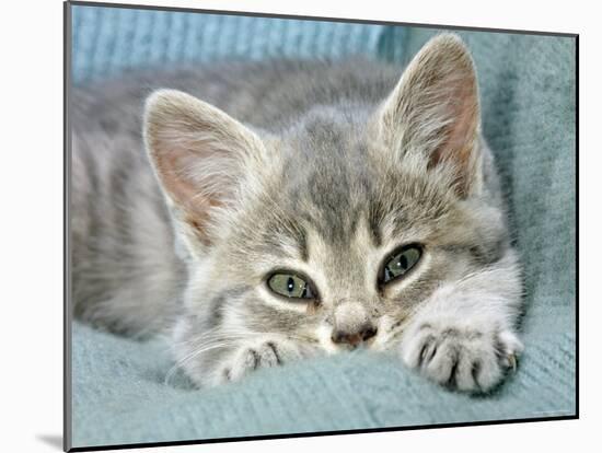 Domestic Cat, Blue Tabby Kitten-Jane Burton-Mounted Photographic Print