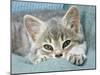 Domestic Cat, Blue Tabby Kitten-Jane Burton-Mounted Photographic Print