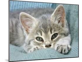 Domestic Cat, Blue Tabby Kitten-Jane Burton-Mounted Photographic Print