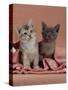 Domestic Cat, Blue Ticked Tabby and Burmese Kittens Under Pink Blanket, Bedroom-Jane Burton-Stretched Canvas