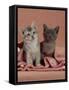 Domestic Cat, Blue Ticked Tabby and Burmese Kittens Under Pink Blanket, Bedroom-Jane Burton-Framed Stretched Canvas