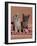 Domestic Cat, Blue Ticked Tabby and Burmese Kittens Under Pink Blanket, Bedroom-Jane Burton-Framed Photographic Print