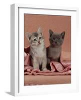 Domestic Cat, Blue Ticked Tabby and Burmese Kittens Under Pink Blanket, Bedroom-Jane Burton-Framed Photographic Print