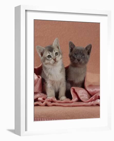 Domestic Cat, Blue Ticked Tabby and Burmese Kittens Under Pink Blanket, Bedroom-Jane Burton-Framed Photographic Print
