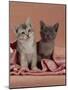 Domestic Cat, Blue Ticked Tabby and Burmese Kittens Under Pink Blanket, Bedroom-Jane Burton-Mounted Photographic Print