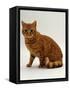 Domestic Cat, British Shorthair Red Male-Jane Burton-Framed Stretched Canvas