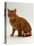 Domestic Cat, British Shorthair Red Male-Jane Burton-Stretched Canvas