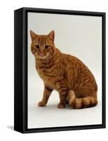 Domestic Cat, British Shorthair Red Male-Jane Burton-Framed Stretched Canvas
