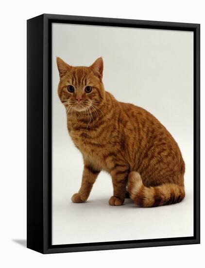 Domestic Cat, British Shorthair Red Male-Jane Burton-Framed Stretched Canvas