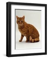 Domestic Cat, British Shorthair Red Male-Jane Burton-Framed Premium Photographic Print