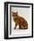 Domestic Cat, British Shorthair Red Male-Jane Burton-Framed Premium Photographic Print