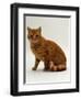 Domestic Cat, British Shorthair Red Male-Jane Burton-Framed Premium Photographic Print