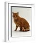 Domestic Cat, British Shorthair Red Male-Jane Burton-Framed Premium Photographic Print