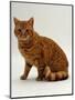 Domestic Cat, British Shorthair Red Male-Jane Burton-Mounted Premium Photographic Print