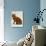 Domestic Cat, British Shorthair Red Male-Jane Burton-Photographic Print displayed on a wall