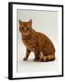 Domestic Cat, British Shorthair Red Male-Jane Burton-Framed Photographic Print