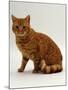 Domestic Cat, British Shorthair Red Male-Jane Burton-Mounted Photographic Print