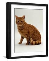 Domestic Cat, British Shorthair Red Male-Jane Burton-Framed Photographic Print