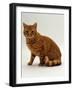 Domestic Cat, British Shorthair Red Male-Jane Burton-Framed Photographic Print