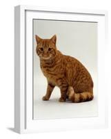 Domestic Cat, British Shorthair Red Male-Jane Burton-Framed Photographic Print