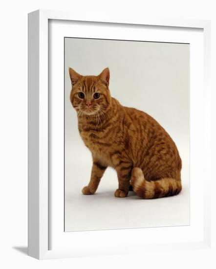 Domestic Cat, British Shorthair Red Male-Jane Burton-Framed Photographic Print