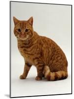 Domestic Cat, British Shorthair Red Male-Jane Burton-Mounted Photographic Print