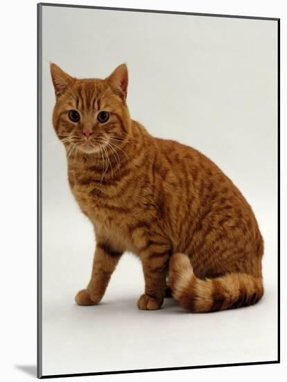 Domestic Cat, British Shorthair Red Male-Jane Burton-Mounted Photographic Print