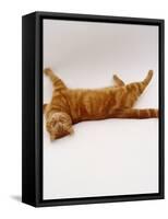 Domestic Cat, British Shorthair Red Tabby Female Rolling on Back-Jane Burton-Framed Stretched Canvas