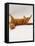 Domestic Cat, British Shorthair Red Tabby Female Rolling on Back-Jane Burton-Framed Stretched Canvas