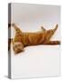 Domestic Cat, British Shorthair Red Tabby Female Rolling on Back-Jane Burton-Stretched Canvas