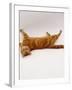 Domestic Cat, British Shorthair Red Tabby Female Rolling on Back-Jane Burton-Framed Photographic Print