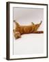 Domestic Cat, British Shorthair Red Tabby Female Rolling on Back-Jane Burton-Framed Photographic Print