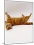 Domestic Cat, British Shorthair Red Tabby Female Rolling on Back-Jane Burton-Mounted Photographic Print