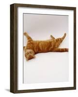 Domestic Cat, British Shorthair Red Tabby Female Rolling on Back-Jane Burton-Framed Photographic Print