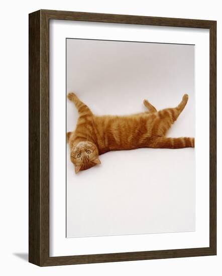 Domestic Cat, British Shorthair Red Tabby Female Rolling on Back-Jane Burton-Framed Photographic Print