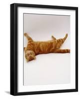 Domestic Cat, British Shorthair Red Tabby Female Rolling on Back-Jane Burton-Framed Photographic Print