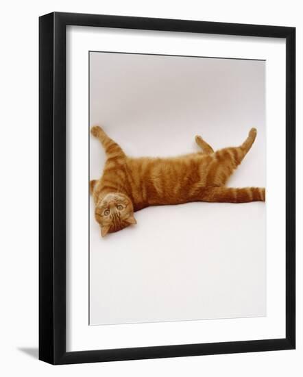 Domestic Cat, British Shorthair Red Tabby Female Rolling on Back-Jane Burton-Framed Photographic Print