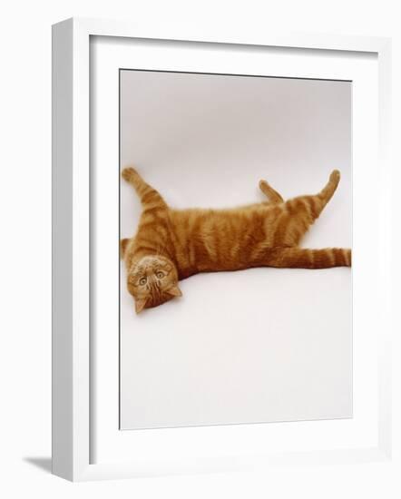 Domestic Cat, British Shorthair Red Tabby Female Rolling on Back-Jane Burton-Framed Photographic Print