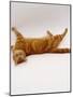 Domestic Cat, British Shorthair Red Tabby Female Rolling on Back-Jane Burton-Mounted Photographic Print