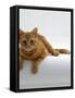 Domestic Cat, British Shorthair Red Tabby Female-Jane Burton-Framed Stretched Canvas